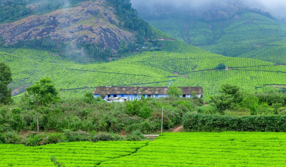 Munnar Alleppey Kerala Tour - Image 4