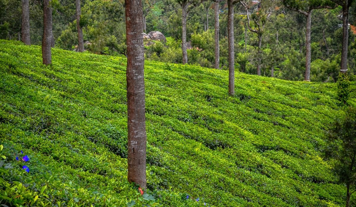 Munnar Alleppey Kerala Tour - Image 5