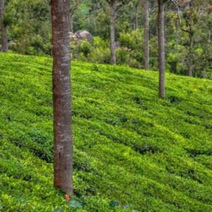 Munnar Thekkady Alleppey Tour