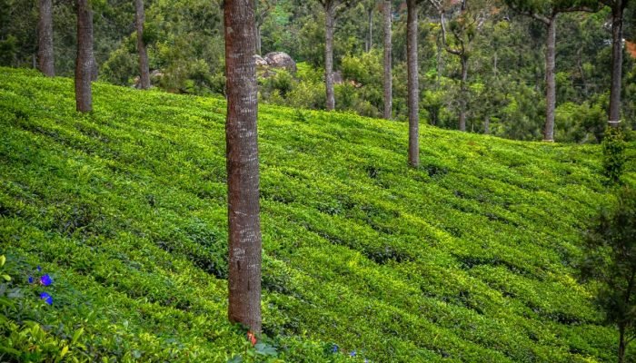 Munnar Thekkady Alleppey Tour