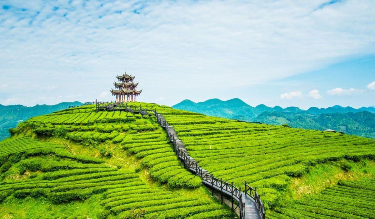 Munnar Thekkady Alleppey Tour - Image 6